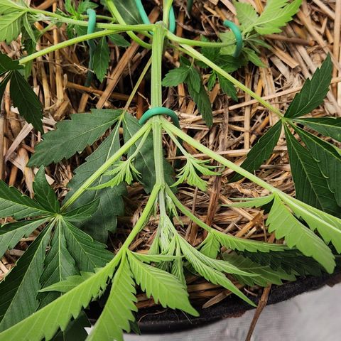 Manbearalienpig by mephisto  growlog photo: Low stress training has begun! 