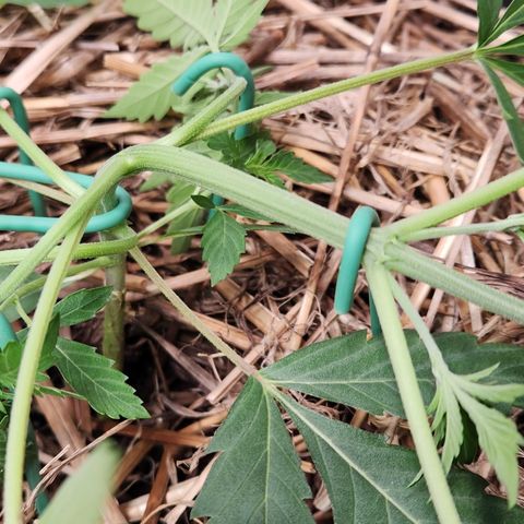 Manbearalienpig by mephisto  growlog photo: Low stress training has begun! 
