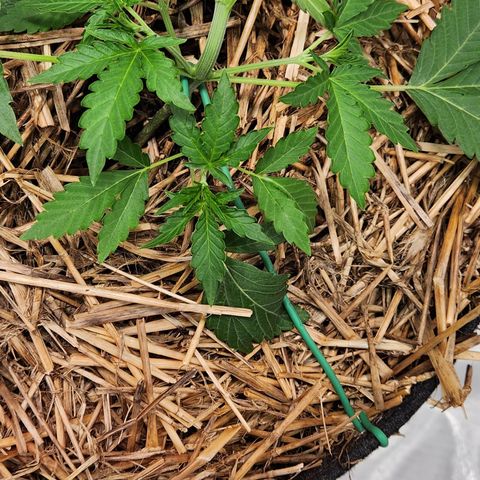 Beary white x walter white by mephisto  growlog photo: Applied training to the main stem as the nodes were not yet long enough to train