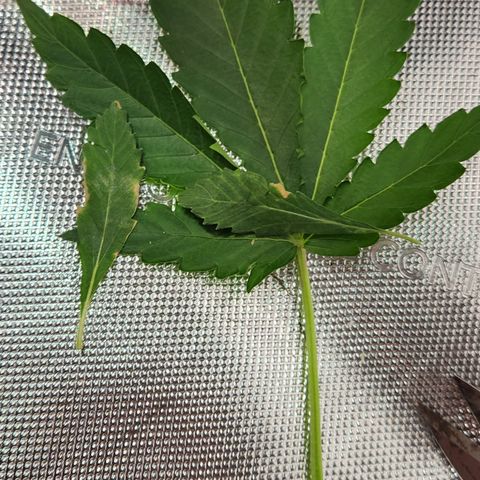 Beary white x walter white by mephisto  growlog photo: Leaves cleaned up to help with air and light