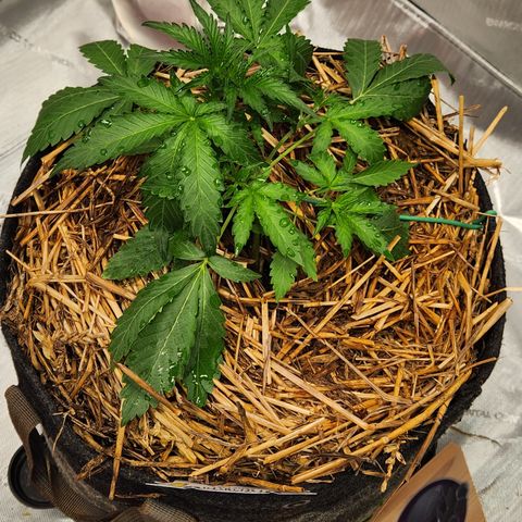 Beary white x walter white by mephisto  growlog timeline photo