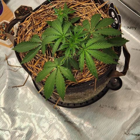 Manbearalienpig by mephisto  growlog timeline photo