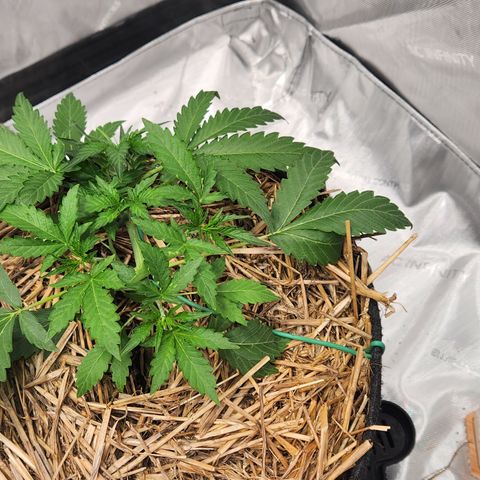 Beary white x walter white by mephisto  growlog timeline photo
