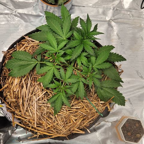 Beary white x walter white by mephisto  growlog timeline photo