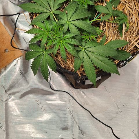 Manbearalienpig by mephisto  growlog timeline photo