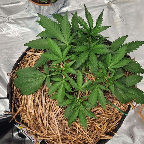 Beary white x walter white by mephisto  growlog timeline photo