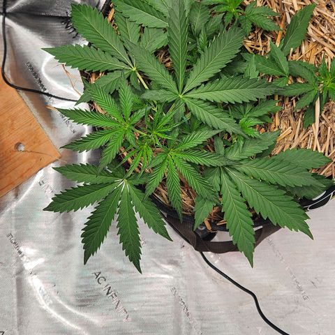 Manbearalienpig by mephisto  growlog timeline photo