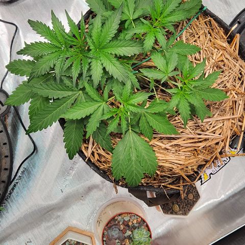 Beary white x walter white by mephisto  growlog timeline photo