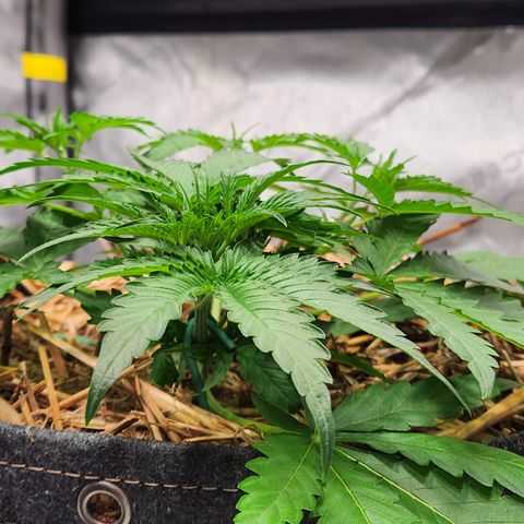 Beary white x walter white by mephisto  growlog timeline photo