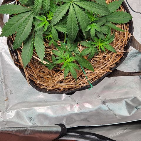 Manbearalienpig by mephisto  growlog timeline photo