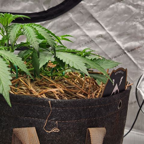 Manbearalienpig by mephisto  growlog timeline photo