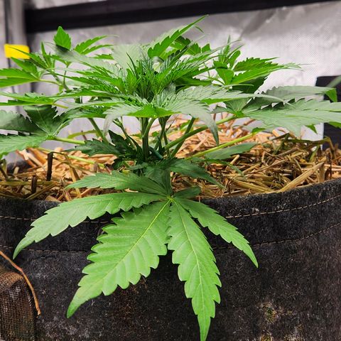 Beary white x walter white by mephisto  growlog timeline photo
