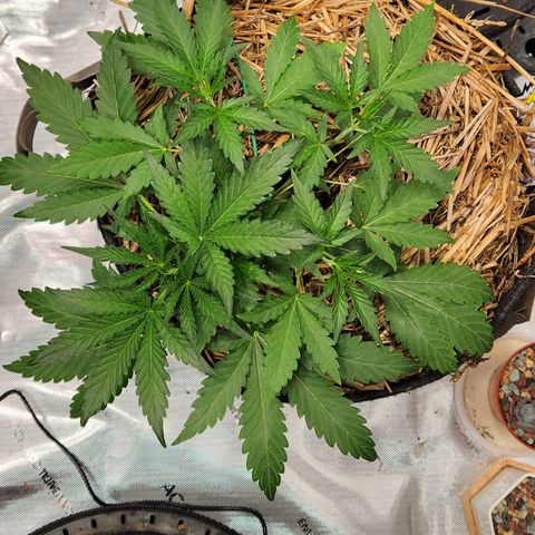 Beary white x walter white by mephisto  growlog timeline photo