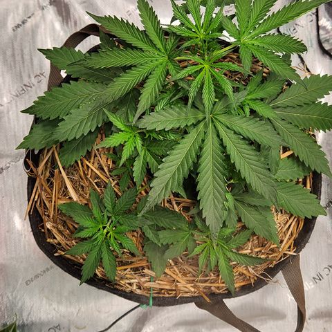 Manbearalienpig by mephisto  growlog timeline photo