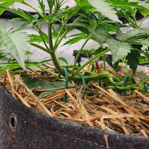 Manbearalienpig by mephisto  growlog timeline photo