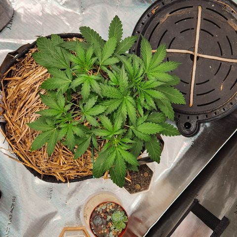 Beary white x walter white by mephisto  growlog timeline photo