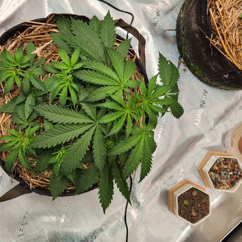 Manbearalienpig by mephisto  growlog timeline photo