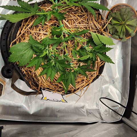 Beary white x walter white by mephisto  growlog photo: Performed more LST on plant to keep an even canopy and even spacing for better light penetration 