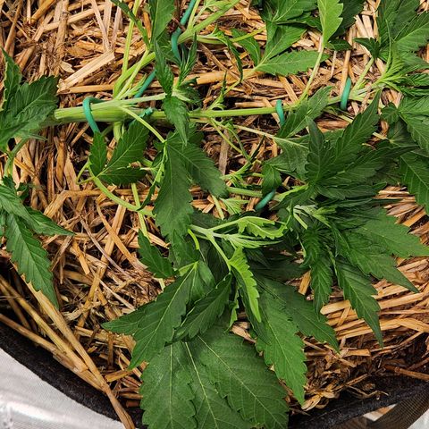 Beary white x walter white by mephisto  growlog photo: Performed more LST on plant to keep an even canopy and even spacing for better light penetration 