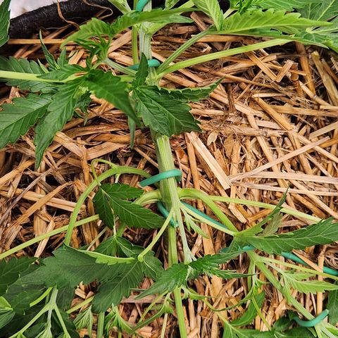 Beary white x walter white by mephisto  growlog photo: Performed more LST on plant to keep an even canopy and even spacing for better light penetration 