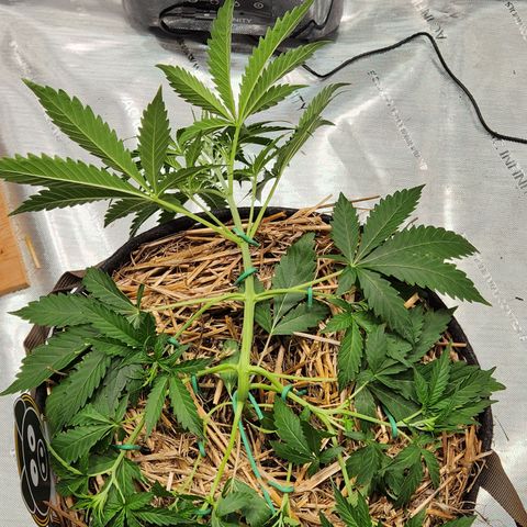 Manbearalienpig by mephisto  growlog photo: Started LST on lower 3 nodes 