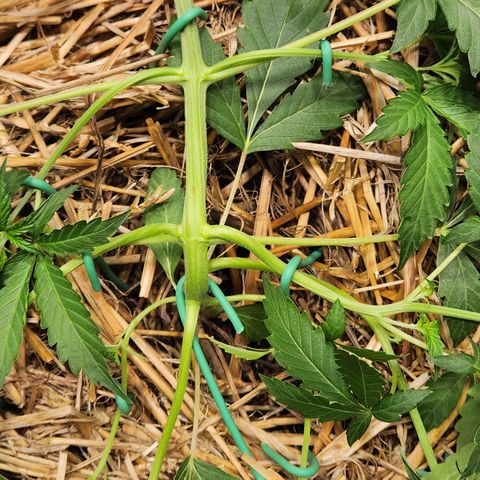 Manbearalienpig by mephisto  growlog photo: Started LST on lower 3 nodes 