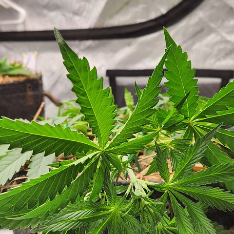 Manbearalienpig by mephisto  growlog photo: Started LST on lower 3 nodes 