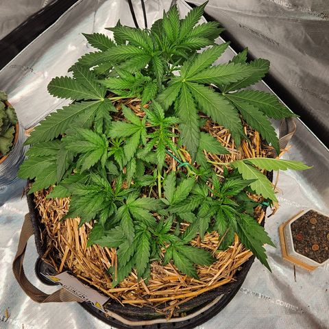 Beary white x walter white by mephisto  growlog timeline photo