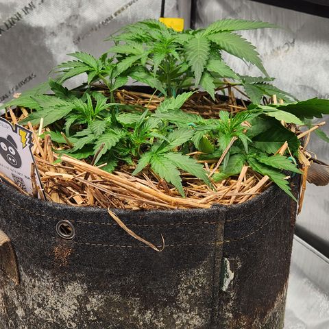 Beary white x walter white by mephisto  growlog timeline photo