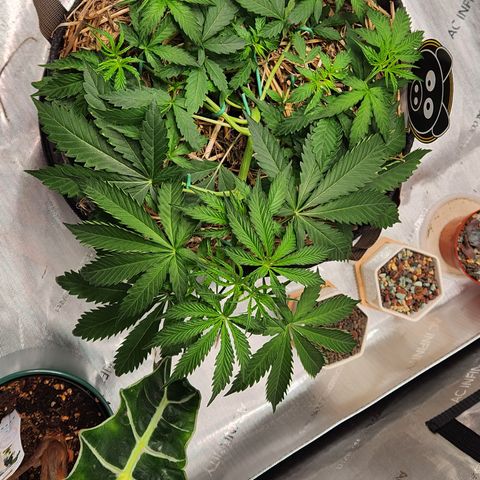 Manbearalienpig by mephisto  growlog timeline photo