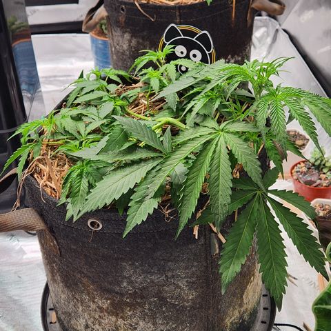 Manbearalienpig by mephisto  growlog timeline photo