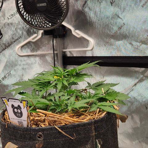 Beary white x walter white by mephisto  growlog timeline photo