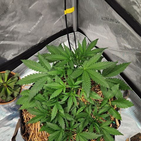 Beary white x walter white by mephisto  growlog timeline photo