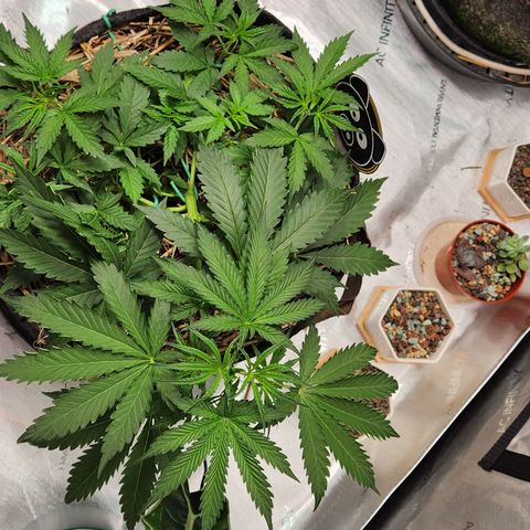 Manbearalienpig by mephisto  growlog timeline photo