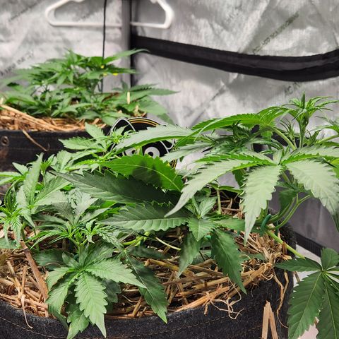 Manbearalienpig by mephisto  growlog timeline photo