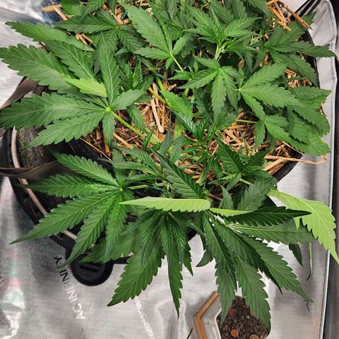 Beary white x walter white by mephisto  growlog photo: Performed more LST as needed 