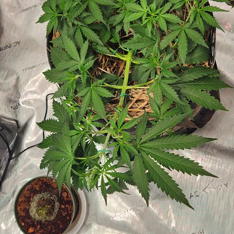 Manbearalienpig by mephisto  growlog photo: Performed LST as needed