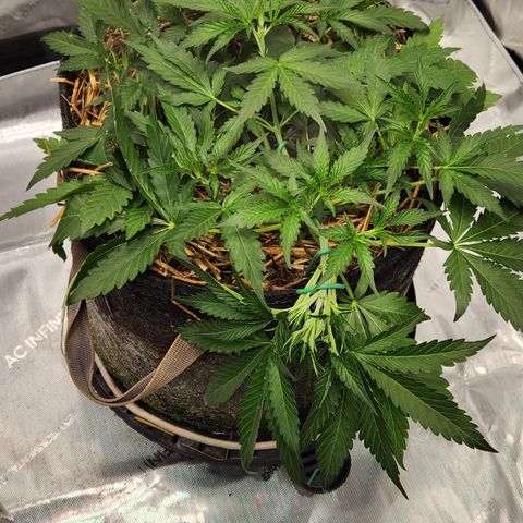Beary white x walter white by mephisto  growlog timeline photo