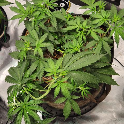 Manbearalienpig by mephisto  growlog timeline photo