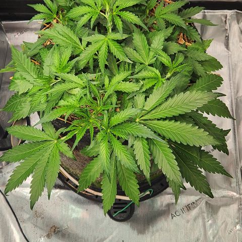 Beary white x walter white by mephisto  growlog timeline photo