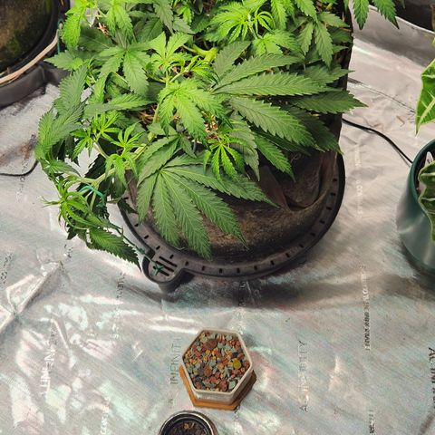 Manbearalienpig by mephisto  growlog timeline photo