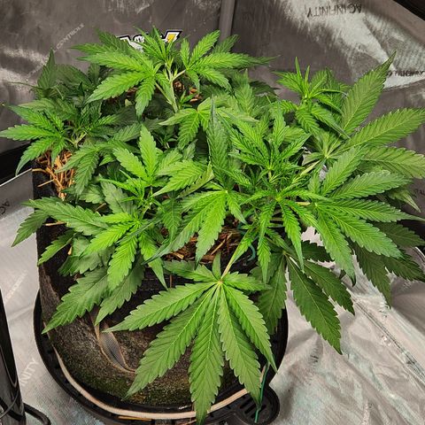 Beary white x walter white by mephisto  growlog timeline photo