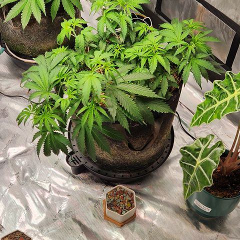 Manbearalienpig by mephisto  growlog timeline photo