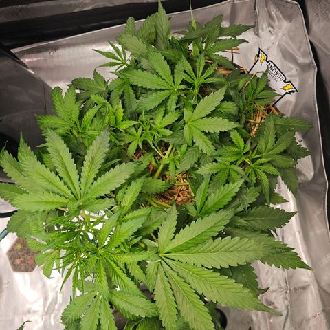 Beary white x walter white by mephisto  growlog timeline photo