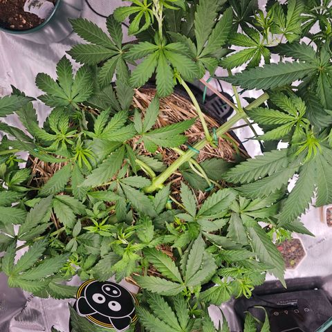 Manbearalienpig by mephisto  growlog timeline photo