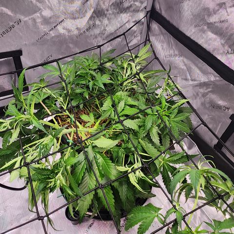 Beary white x walter white by mephisto  growlog timeline photo