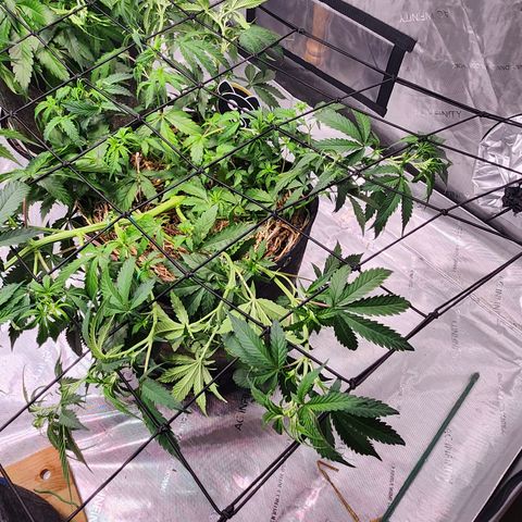 Manbearalienpig by mephisto  growlog timeline photo