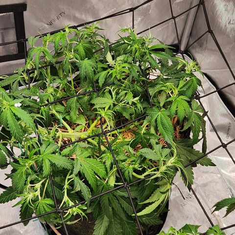 Beary white x walter white by mephisto  growlog timeline photo