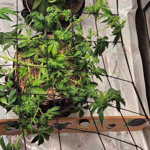 Manbearalienpig by mephisto  growlog timeline photo