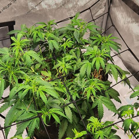 Beary white x walter white by mephisto  growlog timeline photo